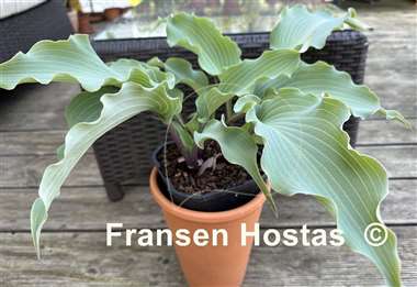 Hosta Skywriter